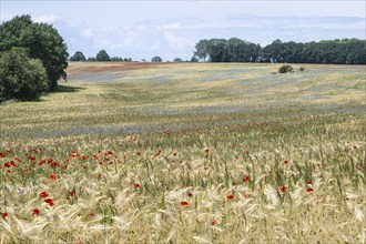 Poppy flower (Papaver Rhoeas) and cornflower (Centaurea cyanea), Mecklenburg-Vorpommern, Germany,