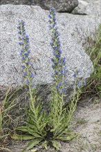 Viper's bugloss (Echium vulgare), Mecklenburg-Western Pomerania, Germany, Europe