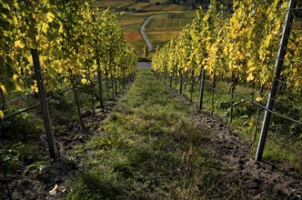 Vineyard, vines, vineyards, viticulture, autumn colouring, autumn, Kappelberg, Fellbach,