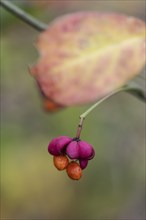 Peacock, spindle bush (Euonymus europaeus), fruit stand, Emsland, Lower Saxony, Germany, Europe