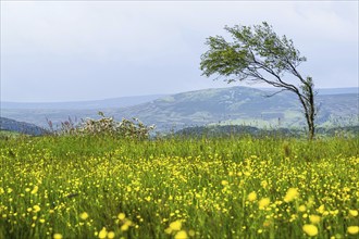 Farms over Upper Teesdale and River Tees, Forest-in-Teesdale village, County Durham and Cumbria,