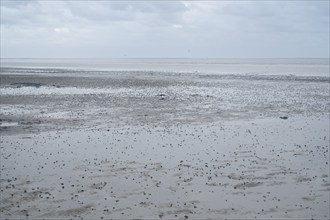 Pile of lugworm, North Sea at low tide, Lower Saxony Wadden Sea National Park, Norddeich, East