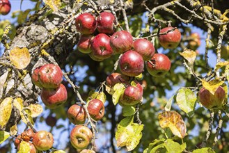 Orchard with apple tree near Herrenberg. The apple trees bear many fruits. Herrenberg,