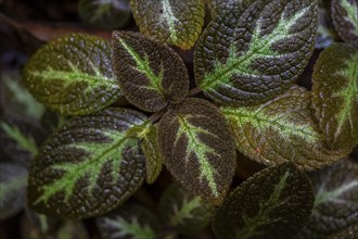 Shade tube (Episcia), leaves with light green veins, Tortuguero National Park, Costa Rica, Central