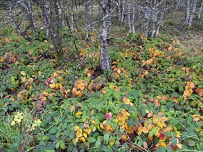 Moor Birch tree stems, (Betuls pubescens) with bramble plants in autumn colour, in the Rhön UNESCO