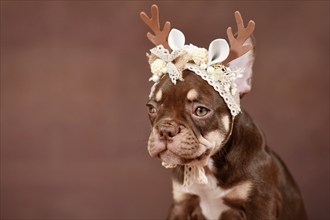 Mocca Orange Tan colored French Bulldog puppy with Christmas reindeer antlers in front of brown