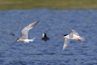 Two common terns (Sterna hirundo) adults in breeding plumage flying over water of pond in salt