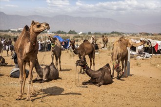 Camels at Pushkar Mela (Pushkar Camel Fair) . Pushkar, Rajasthan, India, Asia