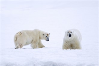 Two polar bears (Ursus maritimus) marked with painted number, hunting in the snow along the