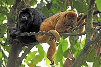 Black howler (Alouatta caraya), adult, female, male, pair, on tree, resting, South America