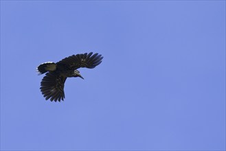 Spotted nutcracker, Eurasian nutcracker (Nucifraga caryocatactes) in flight in the Alps