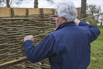 Craftsman making traditional wattle fence by weaving thin willow branches