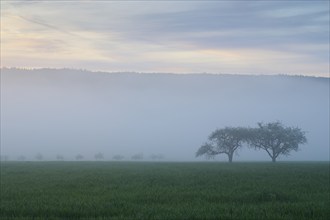 Foggy morning landscape with green meadows, trees and rolling hills at sunrise, spring,