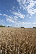 Ripe barleys (Hordeum vulgare), cloudy sky, Middle Franconia, Bavaria, Germany, Europe