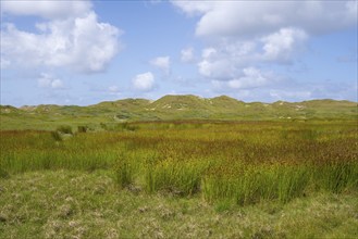 Dune landscape, Lower Saxony Wadden Sea National Park, Norderney, East Frisian Island, East Frisia,