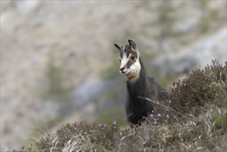 Chamois (Rupicapra rupicapra) fawn, young animal, Austria, Upper Austria, dead mountains, Europe