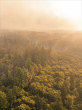 Mystical forest landscape in the fog and warm sunrays at dawn, Gechingen, Black Forest, Germany,