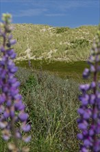 Heath landscape, dune landscape, hiking, excursion, nature, tourism, travel, blue sky, Kampen,