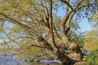 Willows (Salix) with autumn leaves on the lakeshore, blue sky, Möhnetalsperre, North