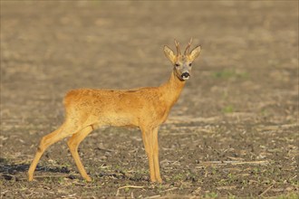 European roe deer (Capreolus capreolus), roebuck standing in a field after the rutting season,