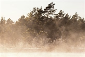 Morning mist at a forest lake by a bog with pine trees in autumn