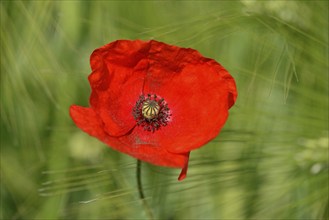 Poppy flowers (Papaver rhoeas) in a green grain field, flowering, North Rhine-Westphalia, Germany,