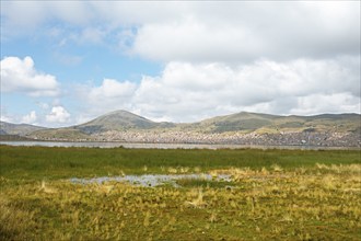 Lake Titicaca, in front reeds and Peruvian feather grass, behind Puno, Puno province, Peru, South