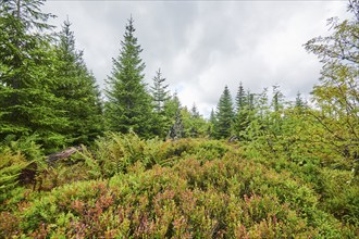 Vegetation with Norway spruce (Picea abies) and colored European blueberry (Vaccinium myrtillus) on