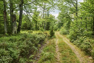 Hiking trail to Mount Lusen in late summer, Bavarian Forest, Bavaria, Germany, Europe