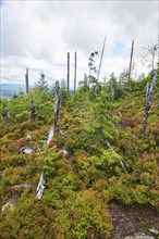 Vegetation with Norway spruce (Picea abies) and colored European blueberry (Vaccinium myrtillus) on