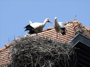 Storks in a nest on the stork tower in Zelt am Hammersbach. The stork tower is the town's landmark,