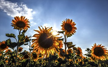 Sunflowers in a field, Mallnow