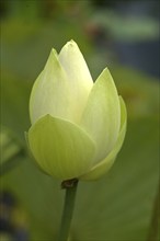 Lotus (Nelumbo), Botanical Garden, Erlangen, Middle Franconia, Bavaria, Germany, Europe