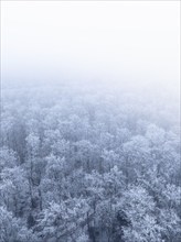 Long straight road leads through a foggy, snow-covered forest, Gechingen, Black Forest, Germany,