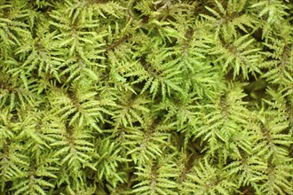 Stairstep moss (Hylocomium splendens) top view as nature background, Bavaria, Germany, Europe