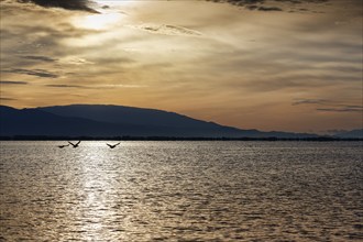 Lake Kerkini, Lake Kerkini, morning mood, silhouette, Central Macedonia, Greece, Europe