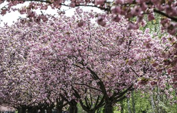 Blossoming cherry trees on the TV Asahi cherry blossom avenue on the Berlin Wall Trail. The cherry