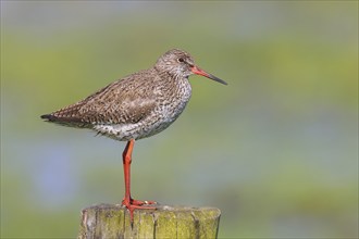 Common redshank (Tringa totanus) standing on a pasture fence, snipe bird, spring, wildlife, Hüde,