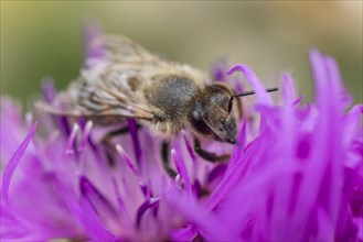 A bee (Apis) collects nectar from a purple flower, Ternitz, Lower Austria, Austria, Europe