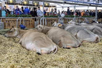 Dairy cows Jersey