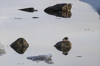 Seal on a rock in the water, reflection, Midtholmen Island, near Ny-Ålesund, Kongsfjord,