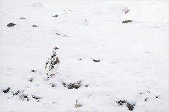 Rock ptarmigan (Lagopus muta) changing to winter snow coat, Hornbækpollen Bay, Liefdefjord,