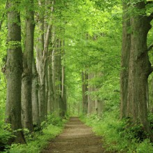 Forest path with old tall lime trees, Linden-Allee near Zarrentin, Schaalsee Biosphere Reserve,