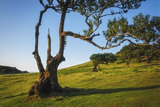 Centuries-old til trees in fantastic magical idyllic Fanal Laurisilva forest on sunset. Madeira