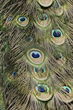 Indian peafowl (Pavo cristatus), ornamental feathers from male peacock, North Rhine-Westphalia,