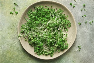 Fresh micro-greenery, on a plate, top view, no people