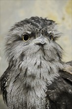 Tawny frogmouth (Podargus strigoides), portrait, captive, occurrence in Australia