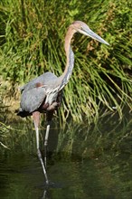 Goliath Heron (Ardea goliath), standing in the water, hunting, captive, distribution Africa