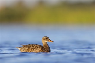 Gadwall, (Anas strepera), Mareca strepera, Wagbachniederung, Villafranca de los Caballeros,