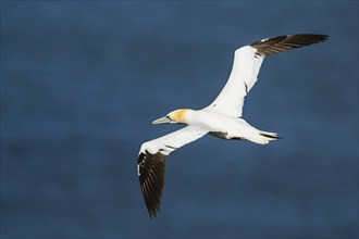 Northern Gannet, Morus bassanus, bird in flight over sea, Bempton Cliffs, North Yorkshire, England,